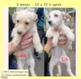 Lalá e Lili