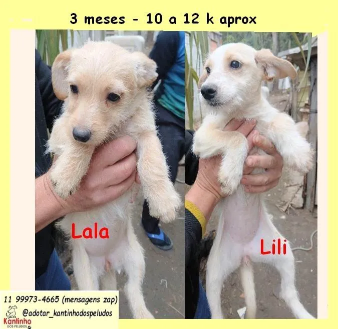 Cachorro ra a SRD-ViraLata idade 2 a 6 meses nome Lalá e Lili