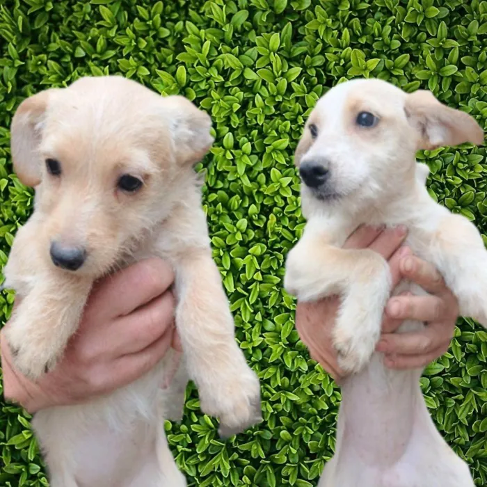 Cachorro ra a SRD-ViraLata idade 2 a 6 meses nome Lalá e Lili