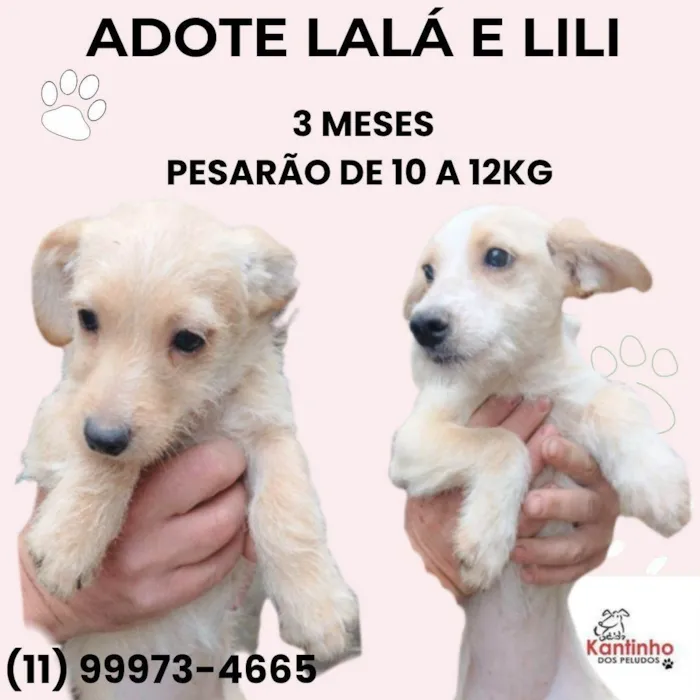 Cachorro ra a SRD-ViraLata idade 2 a 6 meses nome Lalá e Lili