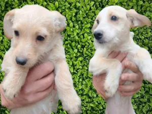 Cachorro raça SRD-ViraLata idade 2 a 6 meses nome Lalá e Lili