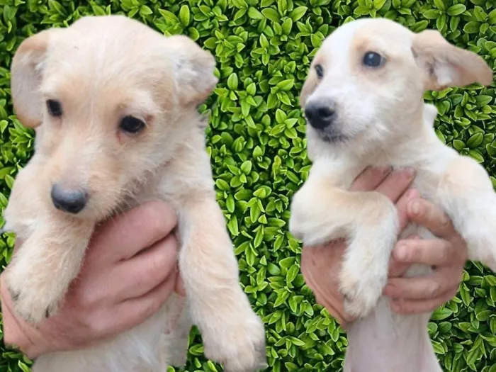 Cachorro ra a SRD-ViraLata idade 2 a 6 meses nome Lalá e Lili