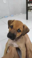 Cacau