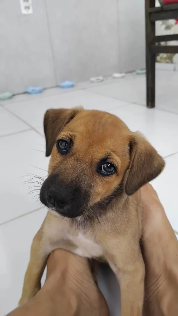 Cachorro ra a SRD-ViraLata idade 2 a 6 meses nome Cacau
