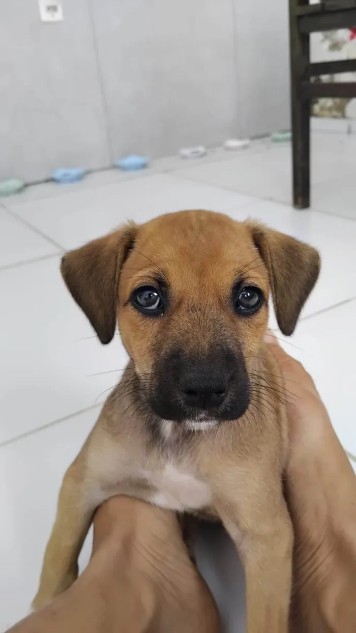 Cachorro ra a SRD-ViraLata idade 2 a 6 meses nome Cacau