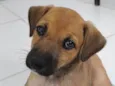 Cacau