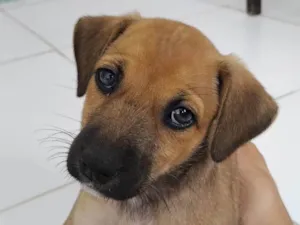 Cachorro raça SRD-ViraLata idade 2 a 6 meses nome Cacau