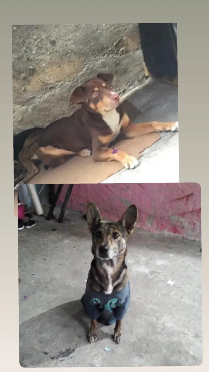 Cachorro ra a SRD-ViraLata idade 1 ano nome Max e snupp 