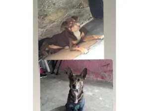 Cachorro raça SRD-ViraLata idade 1 ano nome Max e snupp 