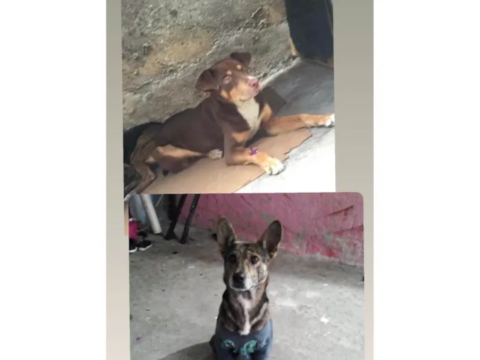 Cachorro ra a SRD-ViraLata idade 1 ano nome Max e snupp 