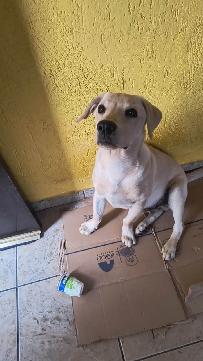 Cachorro ra a Labrador idade 2 a 6 meses nome Thor