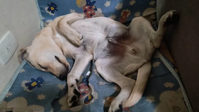 Cachorro ra a Labrador idade 2 a 6 meses nome Thor