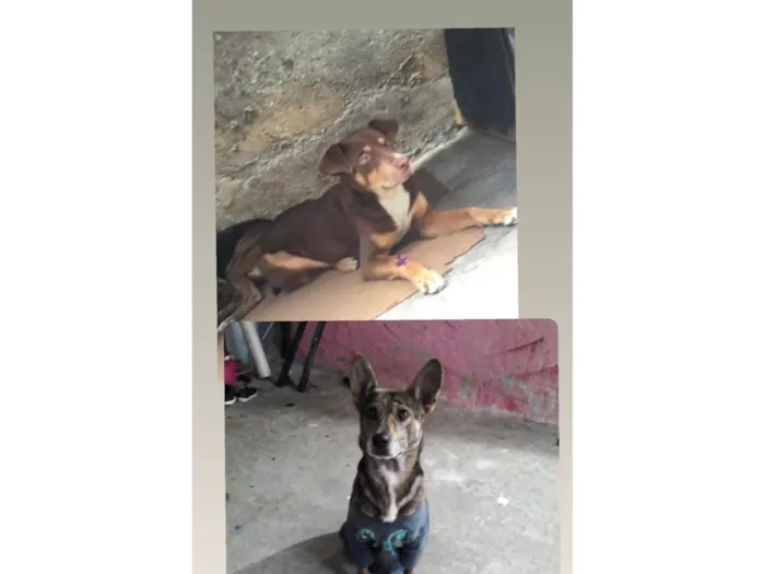 Cachorro ra a SRD-ViraLata idade 1 ano nome Max e snupp 