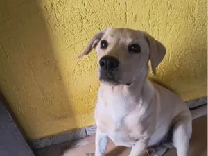 Cachorro raça Labrador idade 2 a 6 meses nome Thor