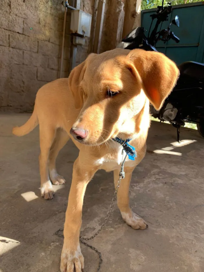 Cachorro ra a SRD-ViraLata idade 1 ano nome Thor