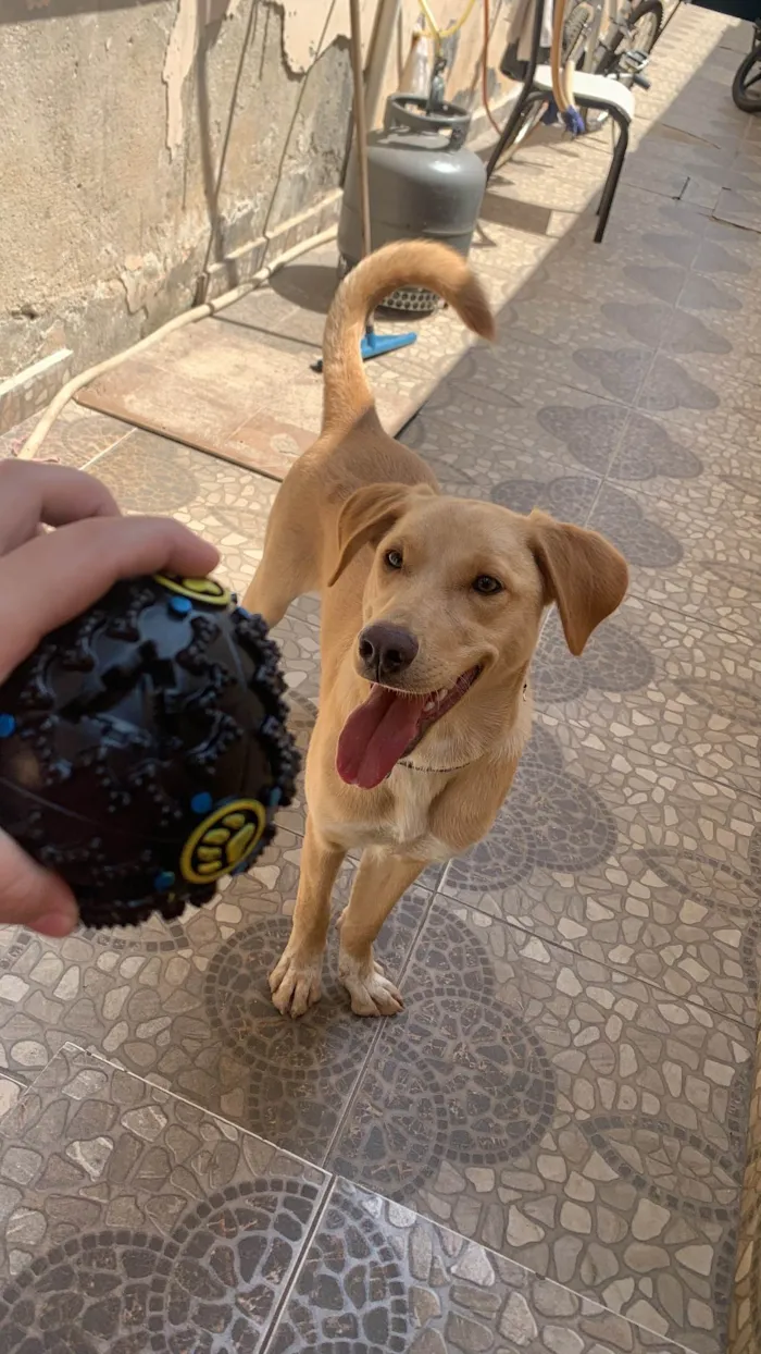 Cachorro ra a SRD-ViraLata idade 1 ano nome Thor