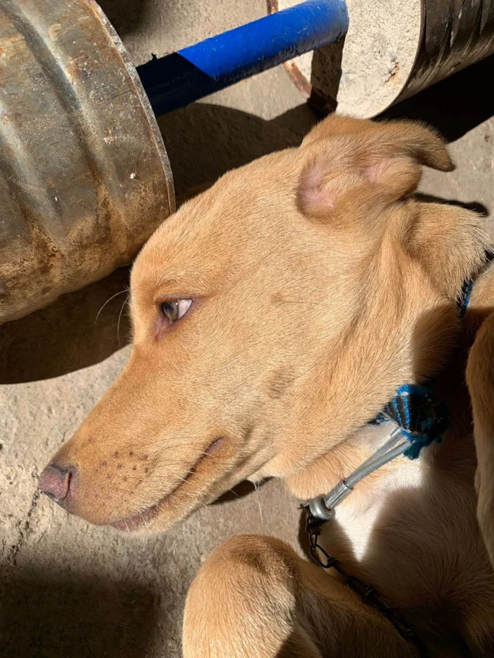 Cachorro ra a SRD-ViraLata idade 1 ano nome Thor