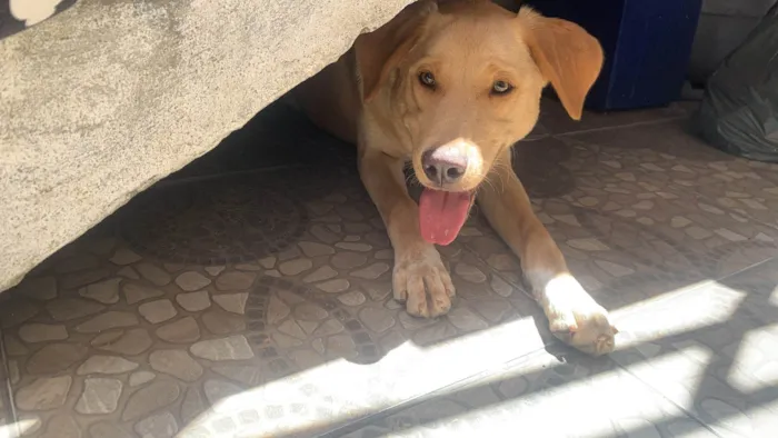 Cachorro ra a SRD-ViraLata idade 1 ano nome Thor