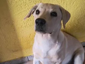 Cachorro raça Labrador idade 2 a 6 meses nome Thor