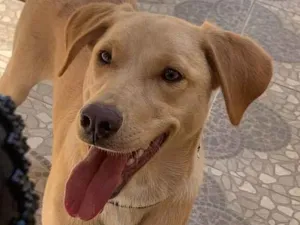 Cachorro raça SRD-ViraLata idade 1 ano nome Thor