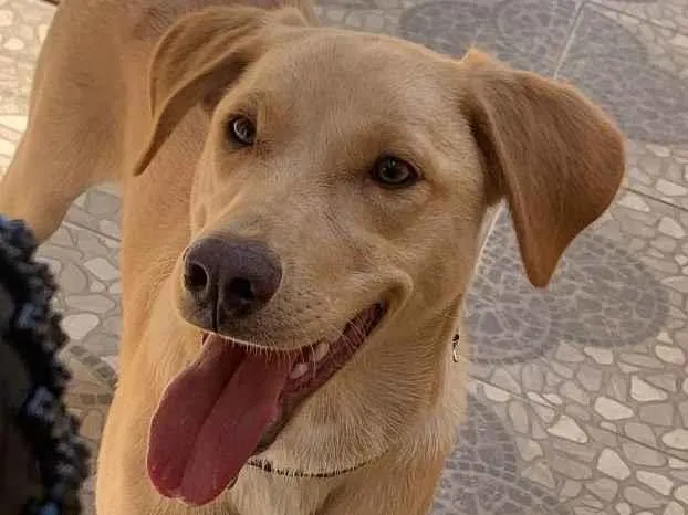Cachorro ra a SRD-ViraLata idade 1 ano nome Thor