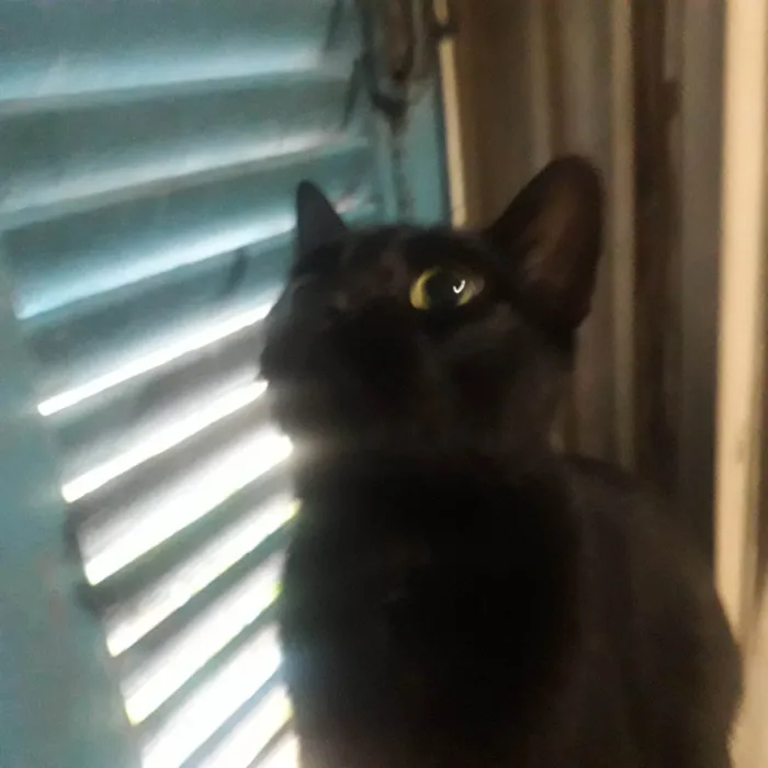 Gato ra a SRD-ViraLata idade 3 anos nome ozzy