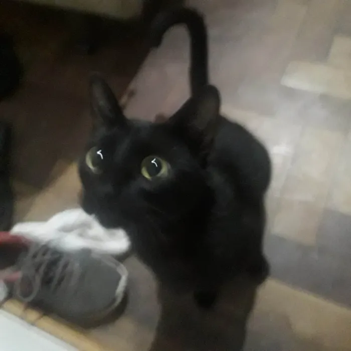 Gato ra a SRD-ViraLata idade 3 anos nome ozzy