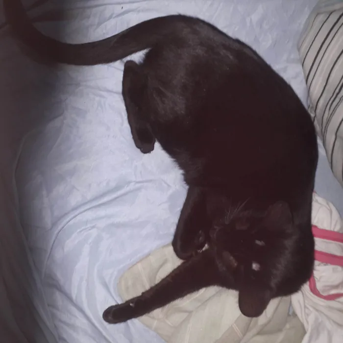 Gato ra a SRD-ViraLata idade 3 anos nome ozzy