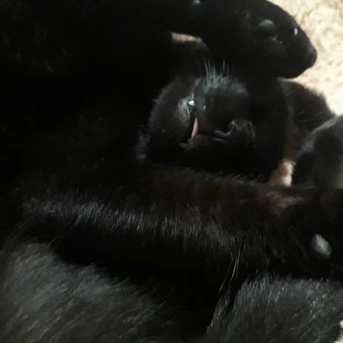 Gato ra a SRD-ViraLata idade 3 anos nome ozzy