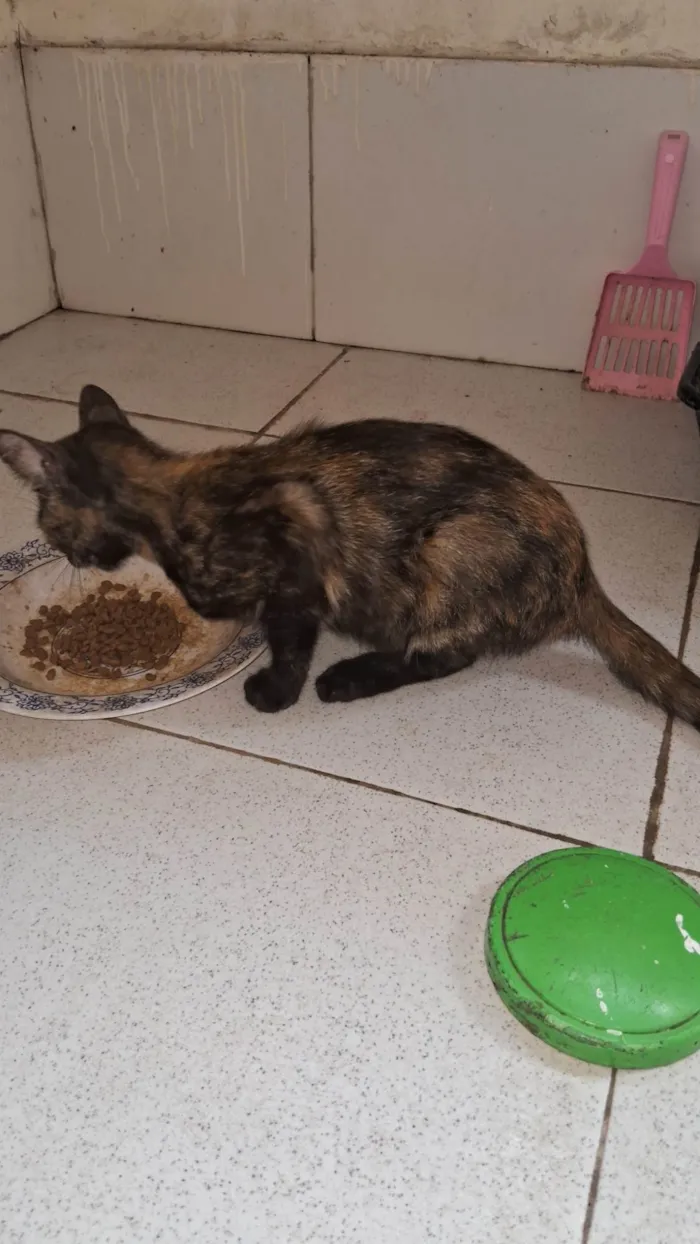 Gato ra a SRD-ViraLata idade 2 a 6 meses nome Nescau
