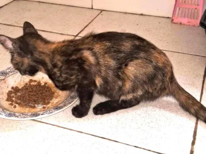 Gato raça SRD-ViraLata idade 2 a 6 meses nome Nescau