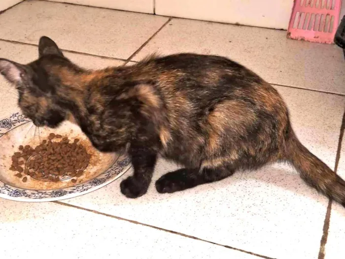 Gato ra a SRD-ViraLata idade 2 a 6 meses nome Nescau
