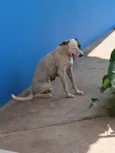 Pipoca 