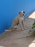 Pipoca 