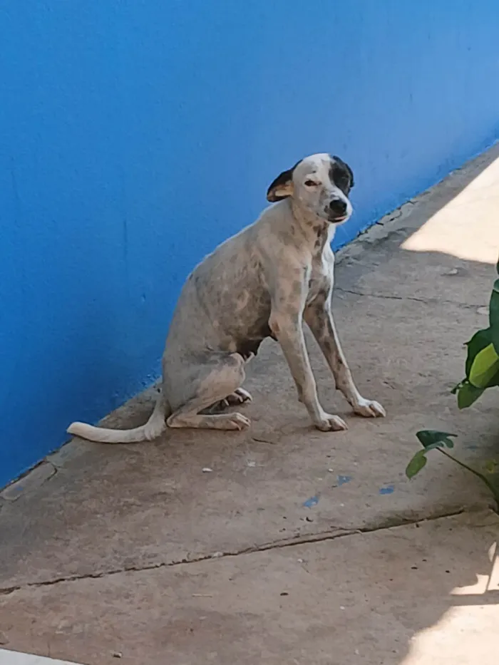 Cachorro ra a SRD-ViraLata idade 2 anos nome Pipoca 
