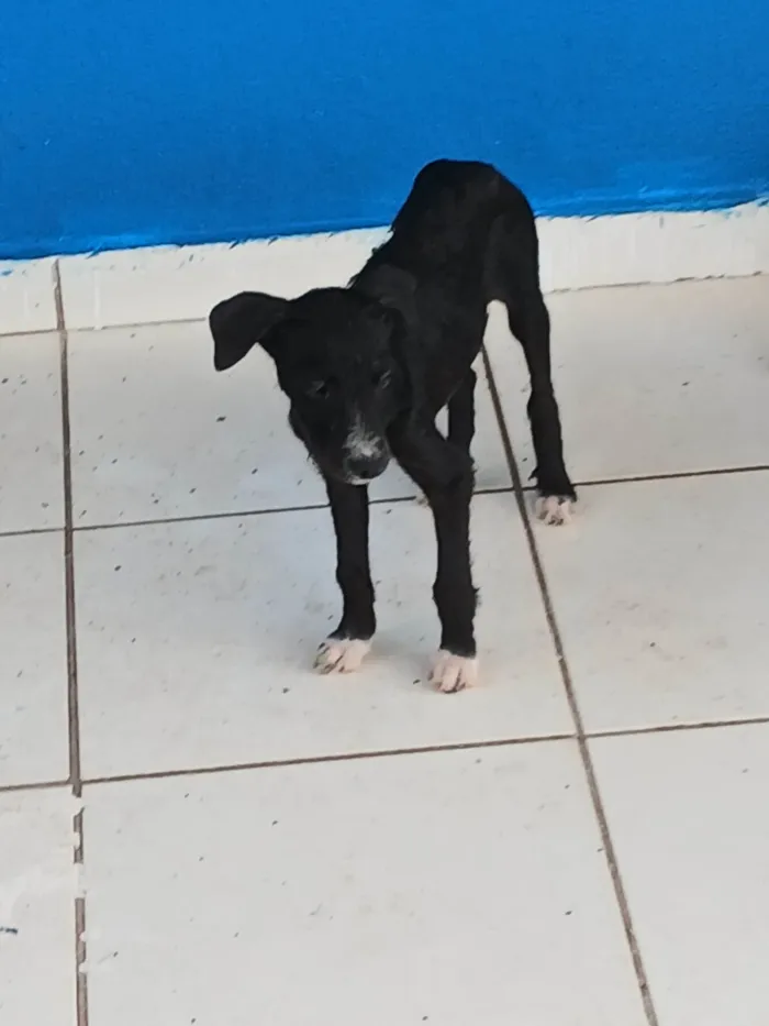 Cachorro ra a SRD-ViraLata idade 2 a 6 meses nome Sem nome