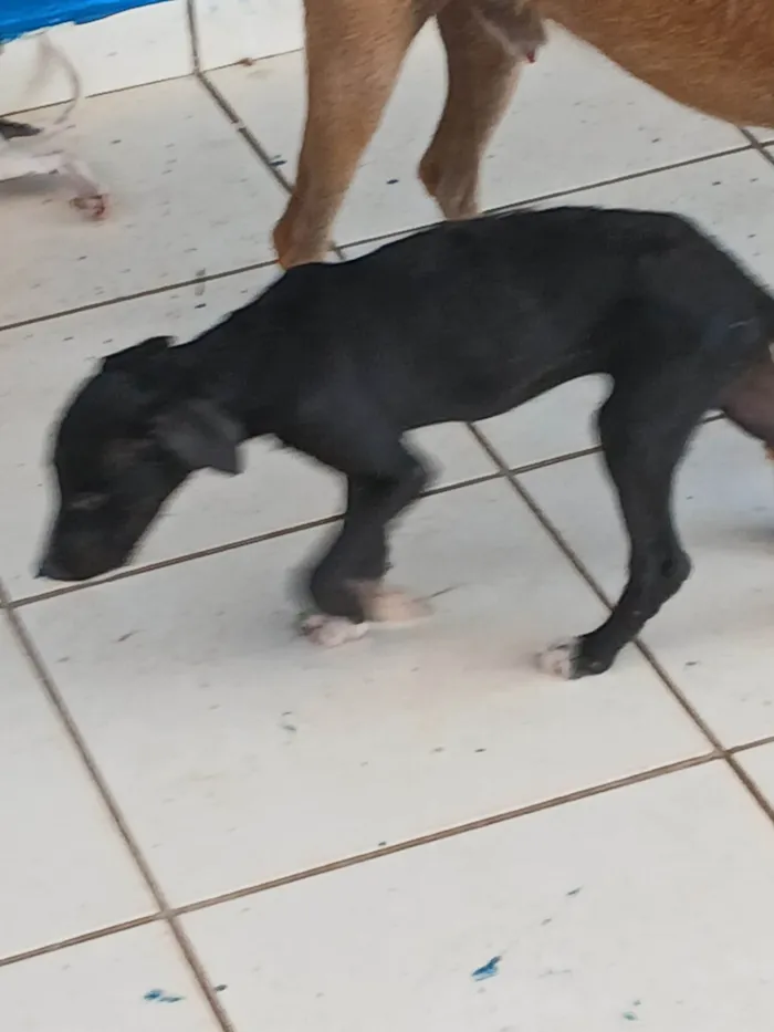 Cachorro ra a SRD-ViraLata idade 2 a 6 meses nome Sem nome