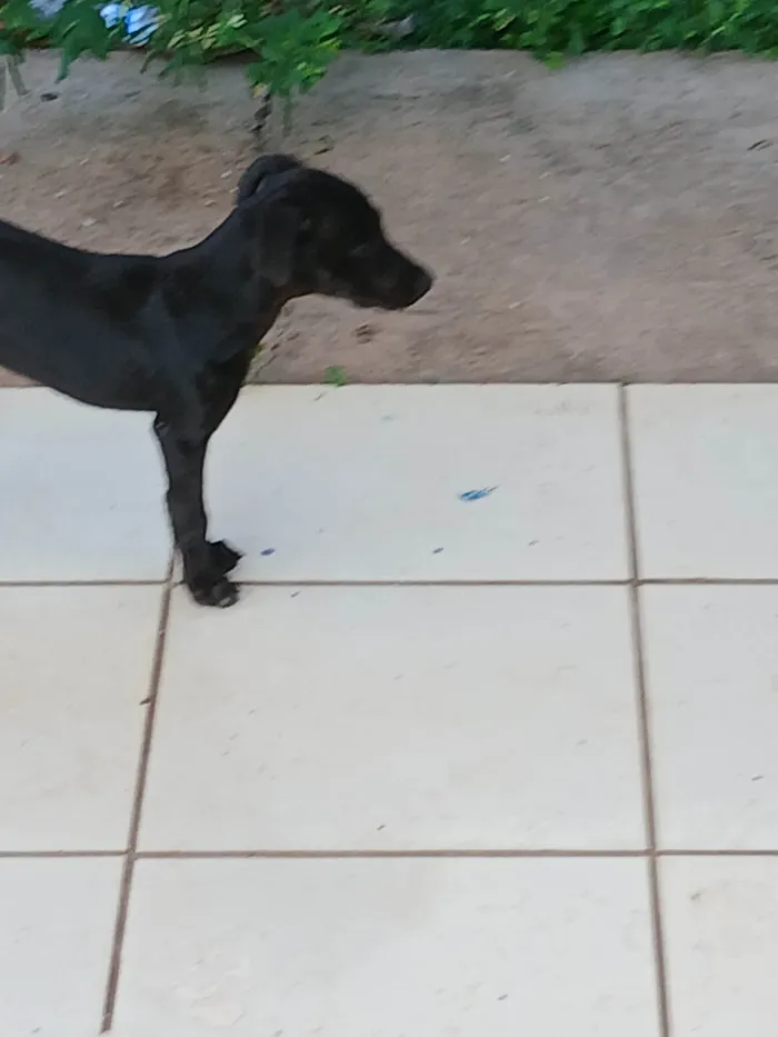 Cachorro ra a SRD-ViraLata idade 2 a 6 meses nome Sem nome