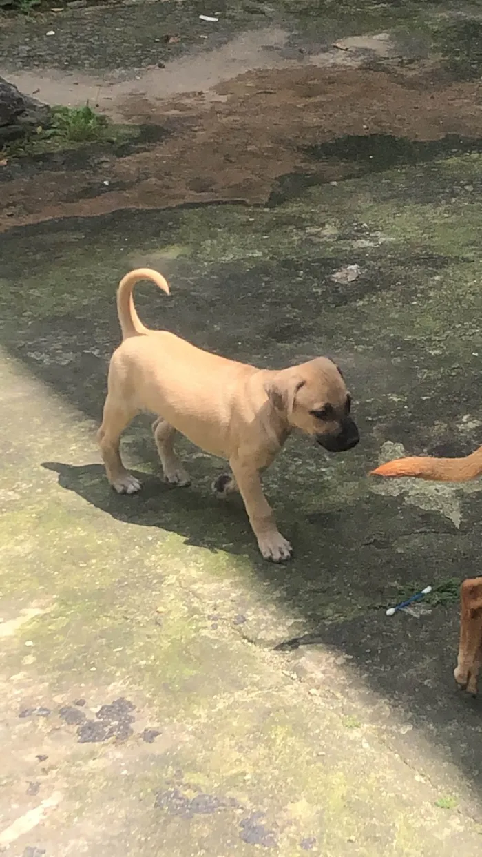 Cachorro ra a SRD-ViraLata idade 2 a 6 meses nome Sem nome