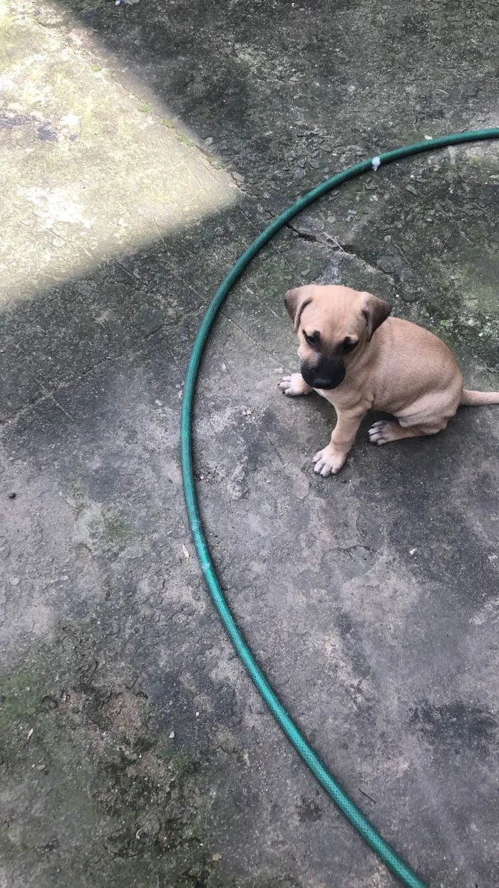 Cachorro ra a SRD-ViraLata idade 2 a 6 meses nome Sem nome