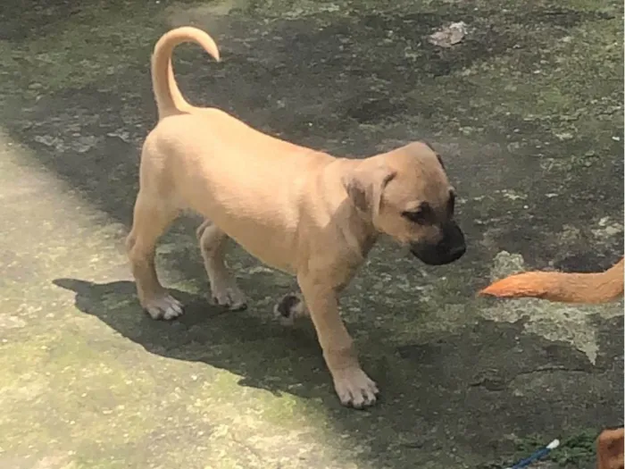 Cachorro ra a SRD-ViraLata idade 2 a 6 meses nome Sem nome