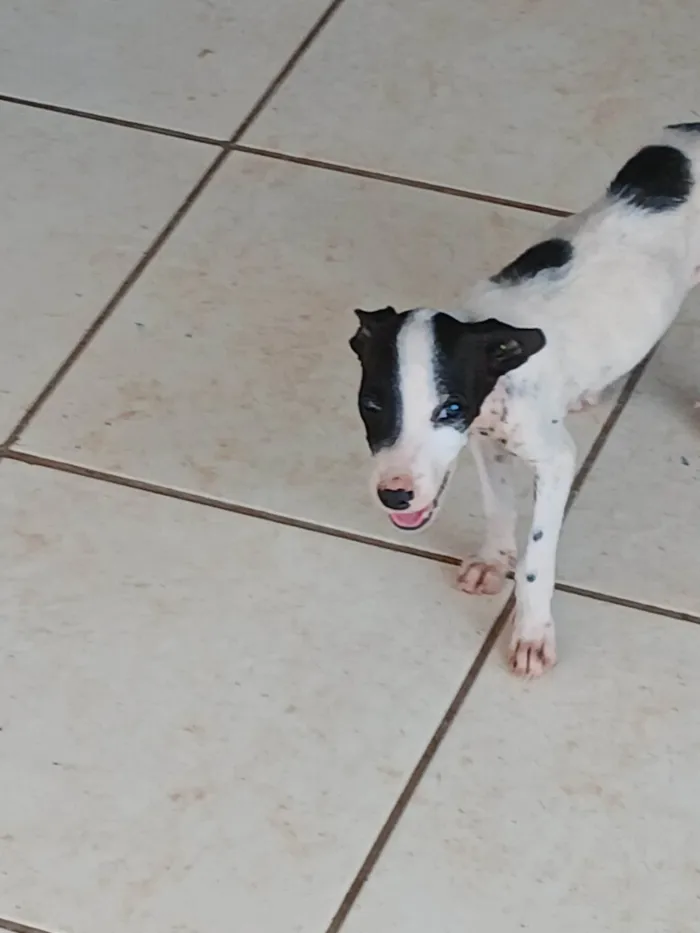 Cachorro ra a SRD-ViraLata idade 2 a 6 meses nome Sem nome 