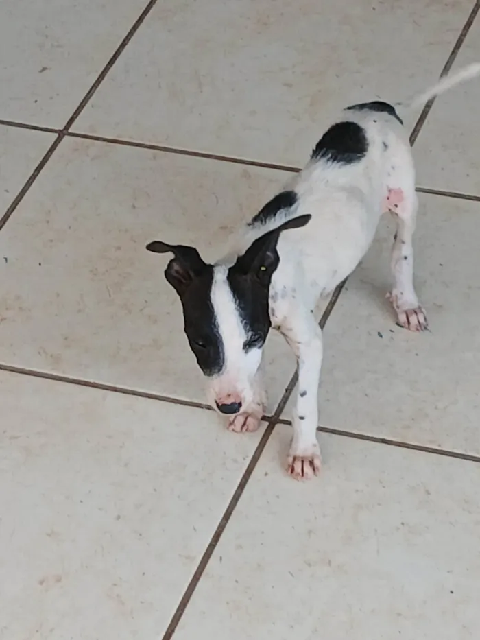Cachorro ra a SRD-ViraLata idade 2 a 6 meses nome Sem nome 