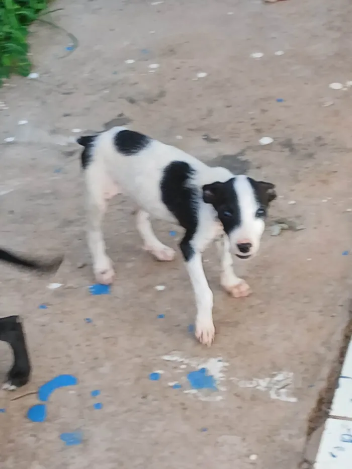 Cachorro ra a SRD-ViraLata idade 2 a 6 meses nome Sem nome 