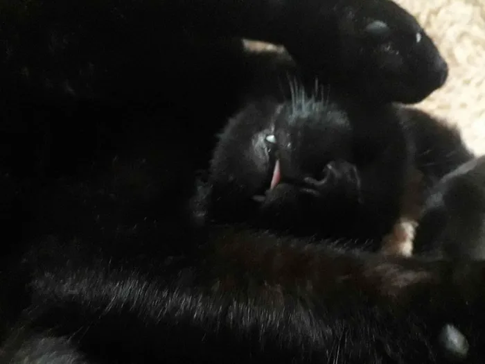 Gato ra a SRD-ViraLata idade 3 anos nome ozzy
