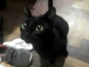 Gato raça SRD-ViraLata idade 3 anos nome ozzy
