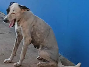 Cachorro raça SRD-ViraLata idade 2 anos nome Pipoca 