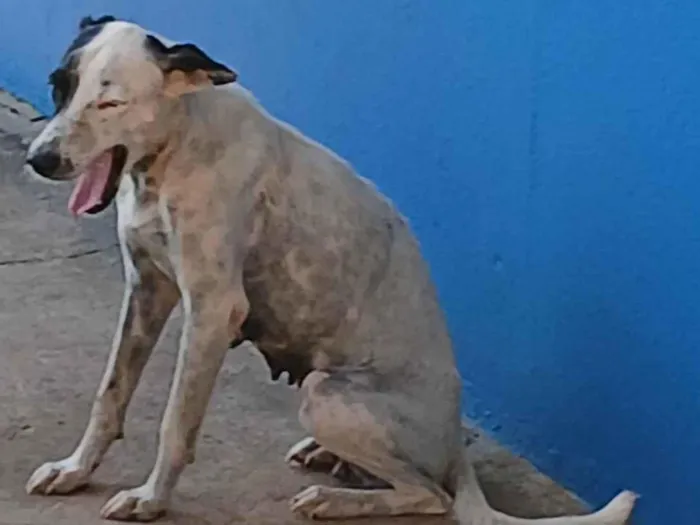 Cachorro ra a SRD-ViraLata idade 2 anos nome Pipoca 