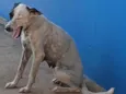 Pipoca