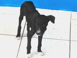 Cachorro raça SRD-ViraLata idade 2 a 6 meses nome Sem nome